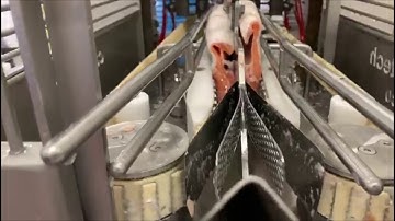 carnitech marel 2630 salmon filleting machine