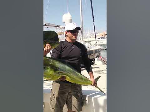 Sneaky Sea Lion Steals Fish | FROM THE VAULT - YouTube