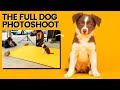 DOG PHOTOGRAPHY IN STUDIO - Dog Photoshoot in Studio & Setup Covered (How to Photograph Dogs!)