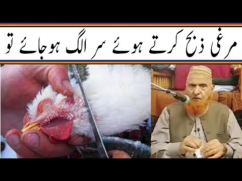 مرغی ذبح کرتے ہوئے سر الگ ہوجائے تو/مولانا مکی الحجازی/مدینہ درس/Madina Dars