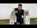 Fancy Rabbits | Luxury Rabbits | German Angora | Mini Rex | Rabbits | Fancy Rabbits |