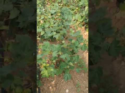 This is how cotton plants and raw cotton looks like - YouTube