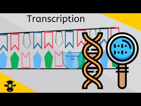 Video: Kur yra pirmasis baltymų sintezės žingsnis?