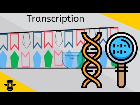 Video: Hvor er det første trin i proteinsyntesen?