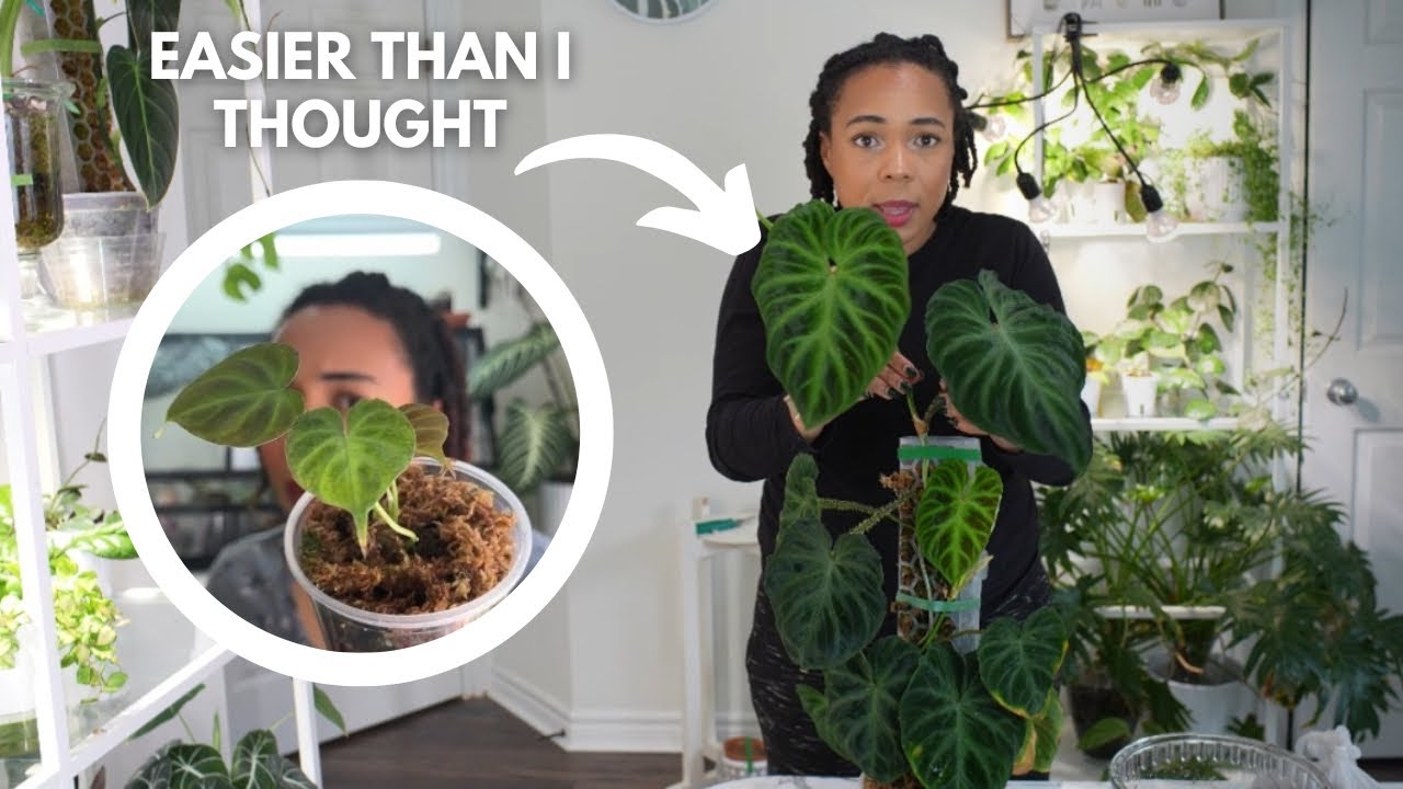 9 months with my Philodendron Verrucosum || Journey through Time Episode 1 🗓️