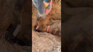 EARTH WORK dogs hunting underground #viral #trending #youtubeshorts #shorts #wildlife #dogs #dog #it