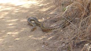 Saw this big guy looking for breakfast today @ bailey canyon trail