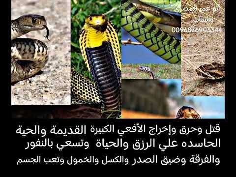 قتل وحرق وخروج الشيطانة الأفعي والحية الحاسده القديمه علي الرزق والمال والحياة وتسبب الضيق والنفور قتل وحرق وخروج الشيطانة الأفعي والحية الحاسده القديمه علي الرزق والمال والحياة وتسبب الضيق والنفور