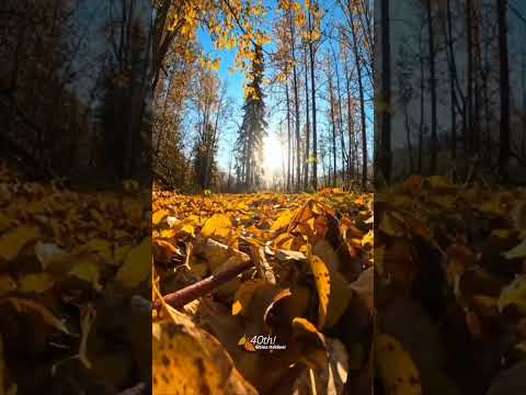 اجرای زنده بی نظیر با صدایی که جاودانه شد جمشید علیمراد شهره آغداشلو ایران پاییز