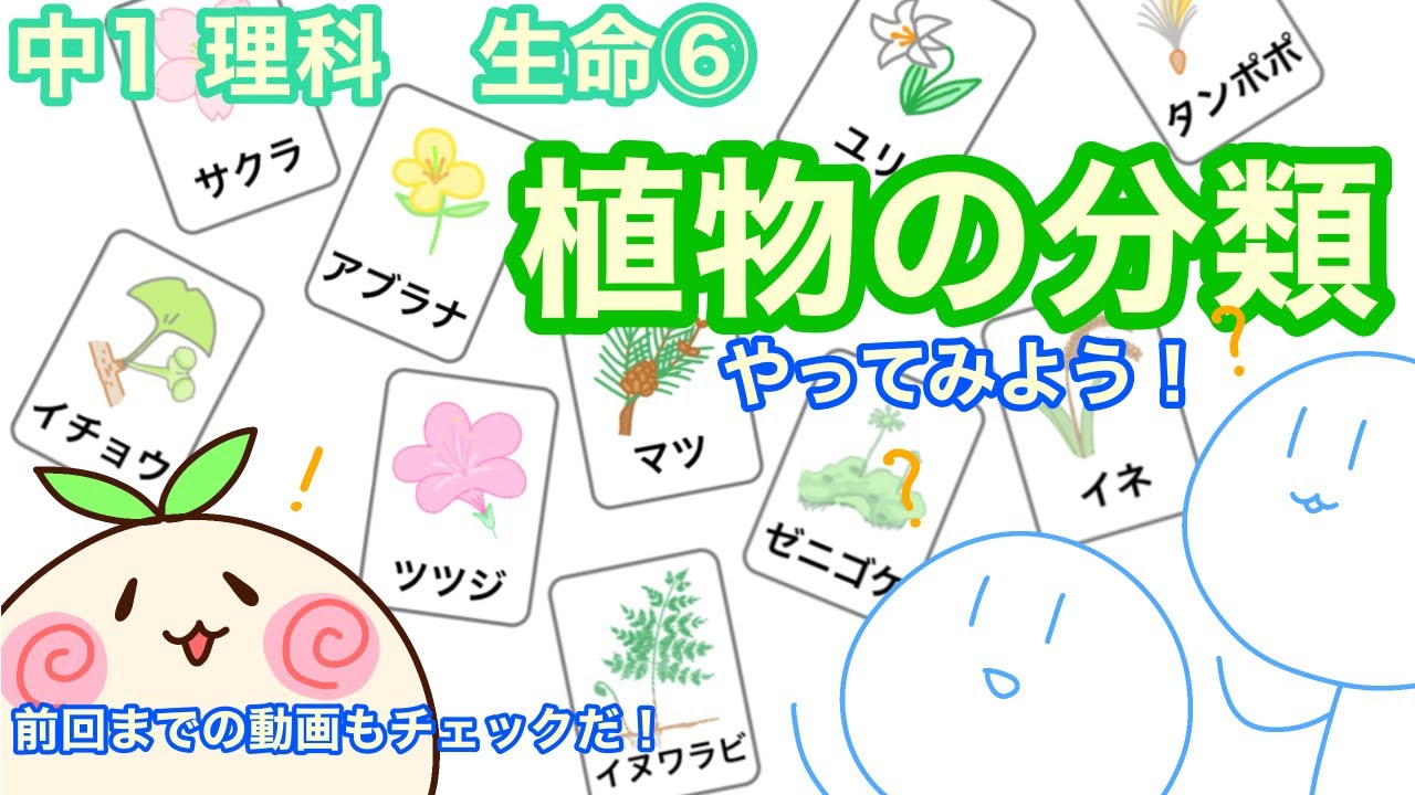 【中1理科b6】植物の分類！やってみよう！【それぞれの特徴を要チェック】