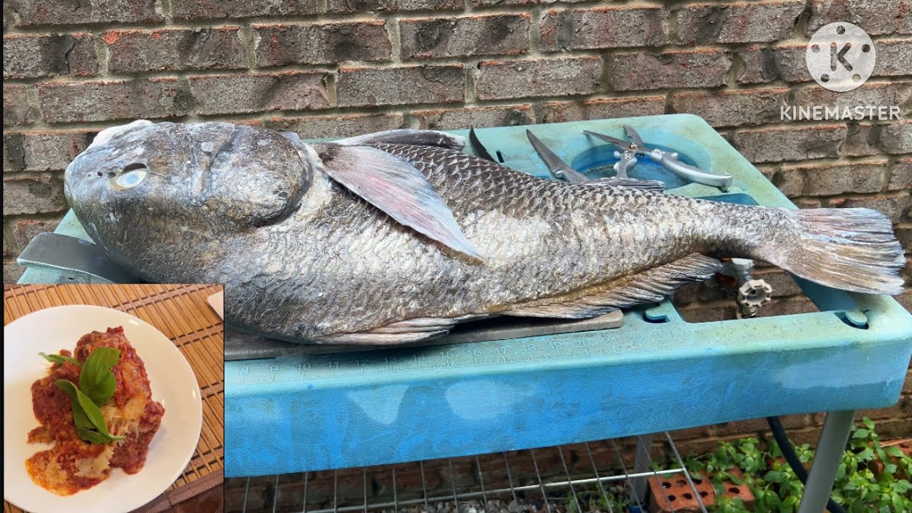 How to make a delicious meal out of a big black drum