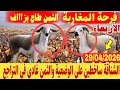 سوق المواشي اليوم في المغرب 29 04 2026 ثمن الحولي اليوم في المغرب