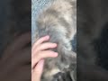 She tried to eat the camera at the end😭 #fypシ゚ #cat #cutecat