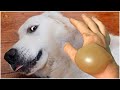 Funniest Dog Fails vs Christmas Tree 2023 - Dog Angry And Scared |  Pets Island