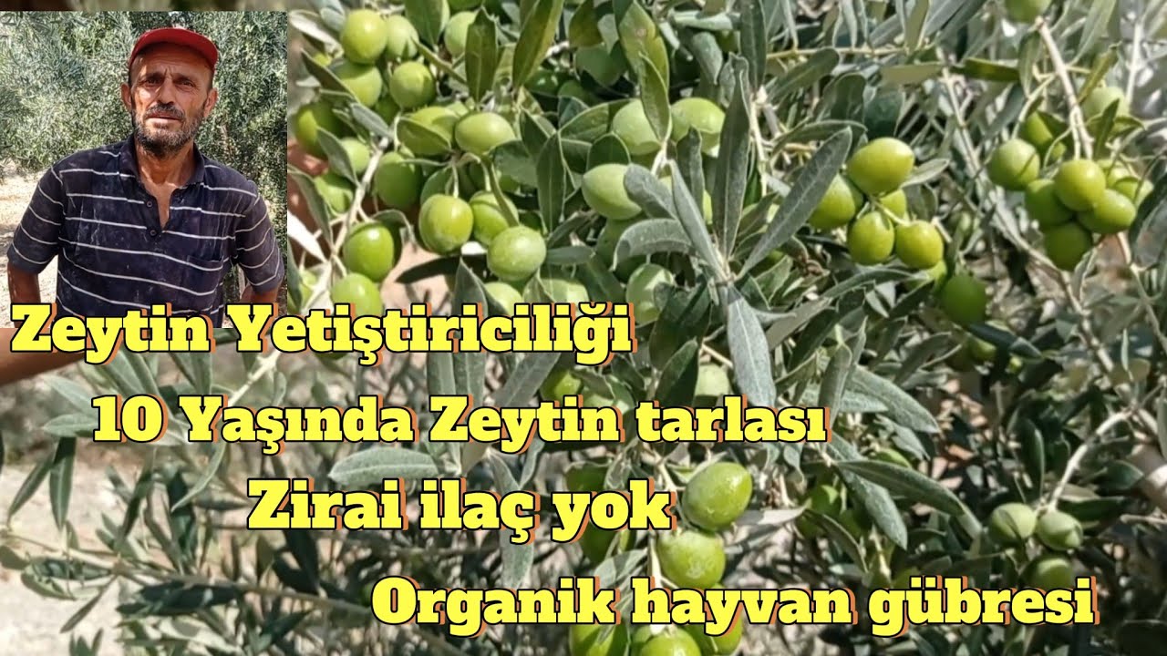 Zeytin Yetiştiriciliği,10 Yaşındaki Zeytin bahçesinde verim.Zeytin fiyatları 2024. #keşfet #zeytin