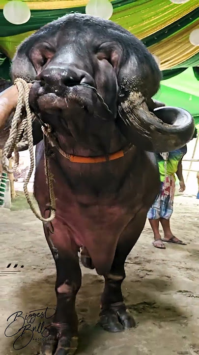 Jafarabadi bull