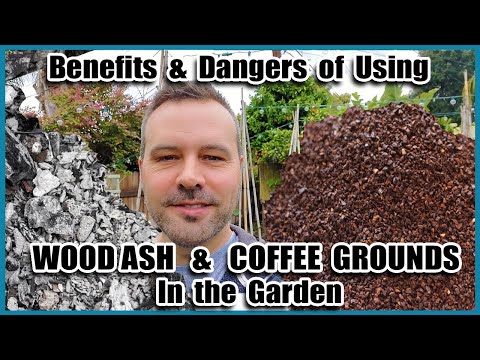 Benefits And Dangers Of COFFEE GROUNDS And WOOD ASH In The Garden // Beginning Gardening