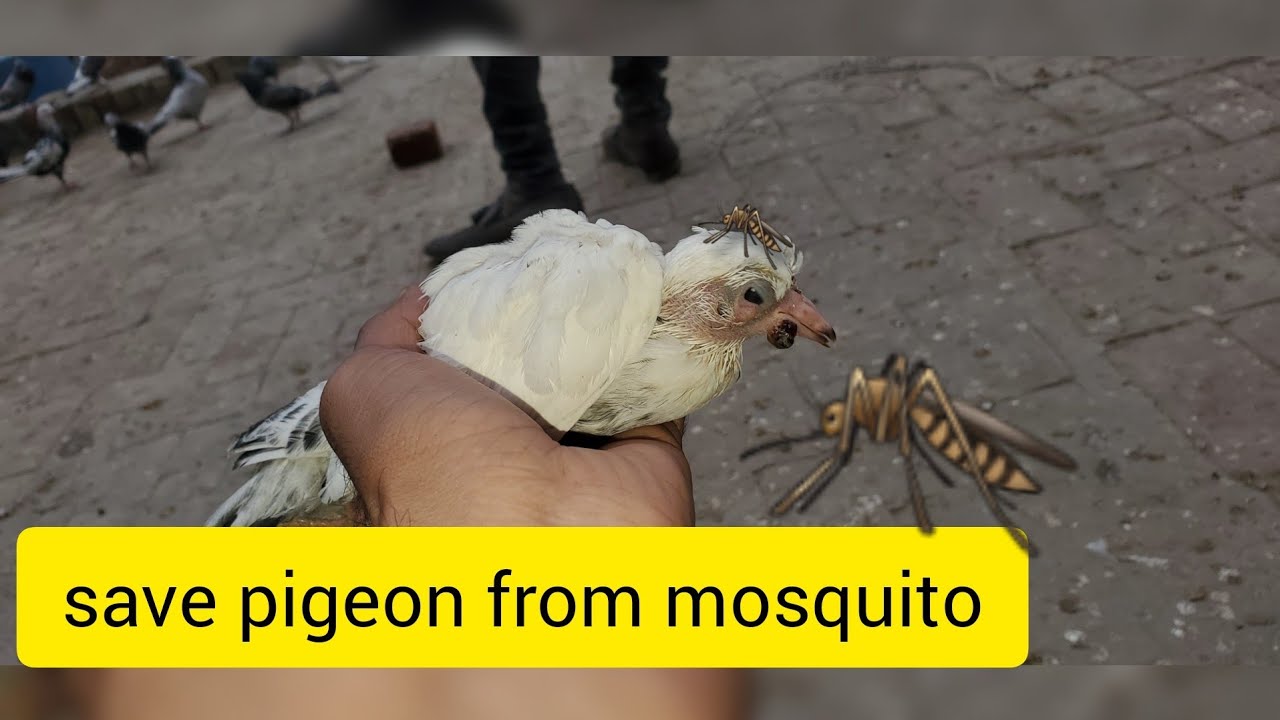 how to save pigeon from mosquito at home| pigeon flying