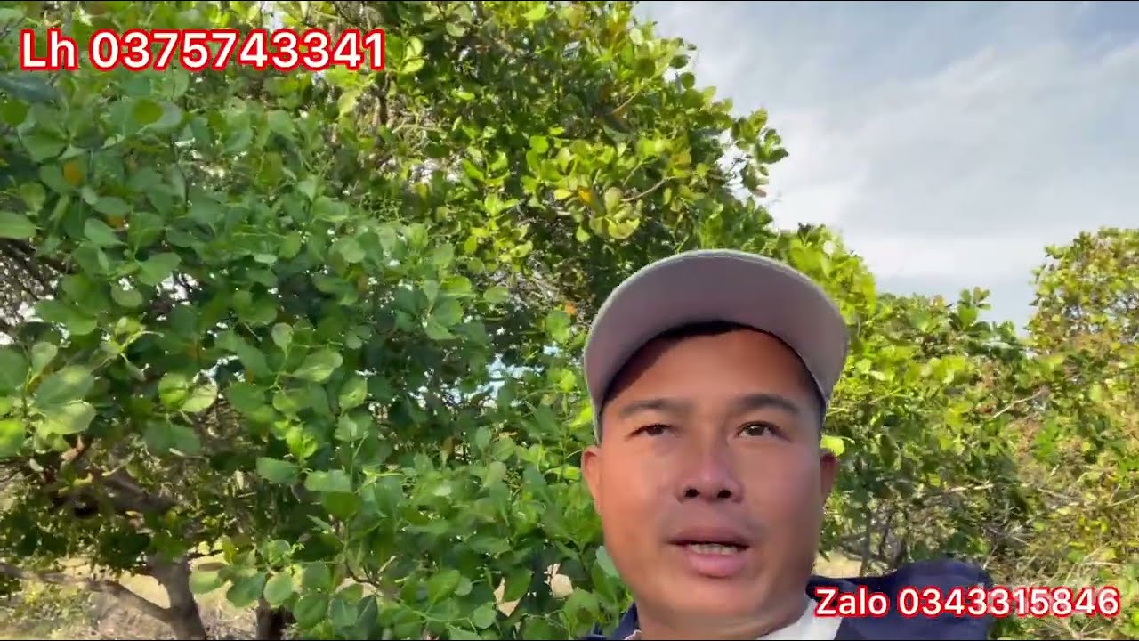 Chủ cần bán gấp mảnh vườn điều khoảng 6ha mà giá chỉ có 250tr hết đất cô chú ac ￼nhanh tay liên hệ ￼