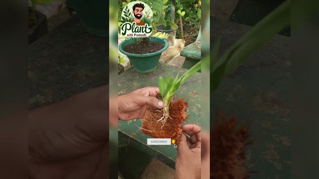 How To Grow Orchids