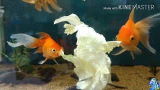 Goldfish comiendo lechuga