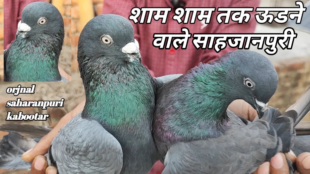 top-indian-shahjahanpuri-kabootar-and-saharanpuri-kabootar-arshad