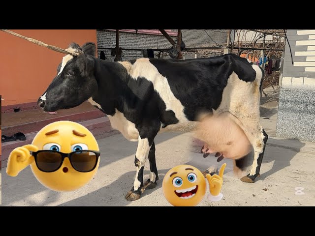 Tatar ayol pul uchun dumbani sikadi Tatar ayol pul uchun dumbani sikadi