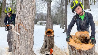 CUTTING HOLLOW TREES