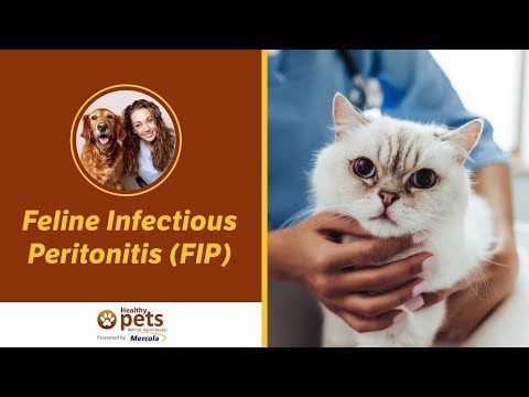 Dr. Becker Talks About Feline Infectious Peritonitis (FIP)