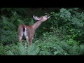 Deer on Bowen Island, BC