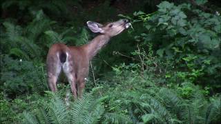 Deer on Bowen Island, BC