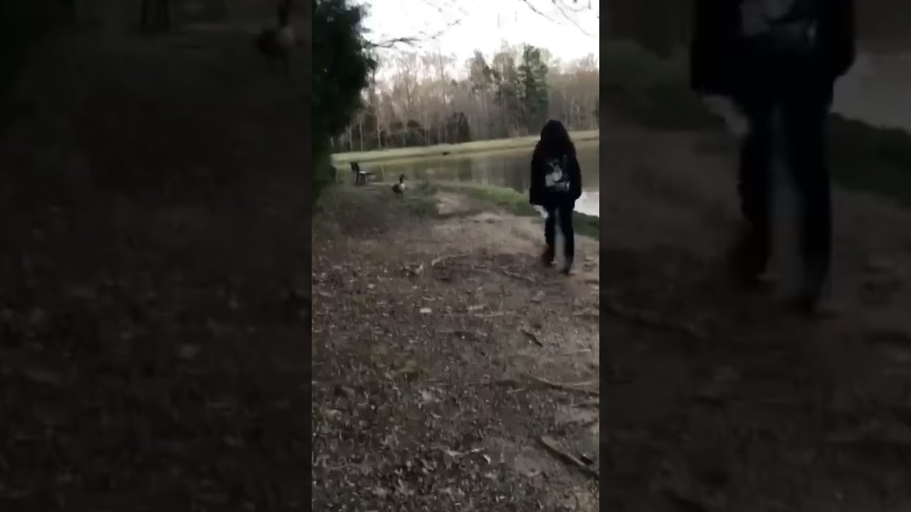 Girl Attacked by Goose