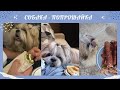 Выпрашивание еды/ Психология поведения собаки