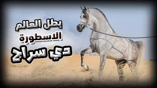 الخيل العربي الأصيل | بطل العالم الفحل دي سراج ابن الأسطورة إف إيه الرشيم | D seraj