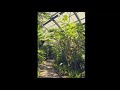 赤塚植物園 53 の動画、YouTube動画。