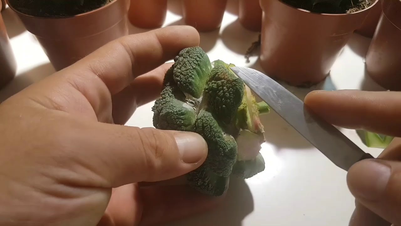 Reproducción vegetativa por tubérculos e injerto de Ariocarpus cv Godzilla