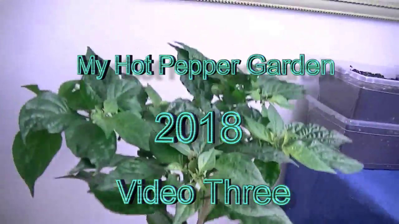 My Hot Pepper Garden 2018 - Video 3 - YouTube