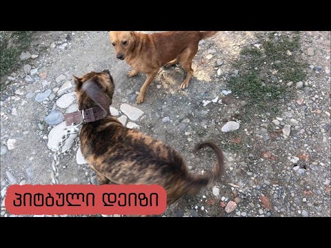 7 თვის ამერიკული პიტბული დეიზი