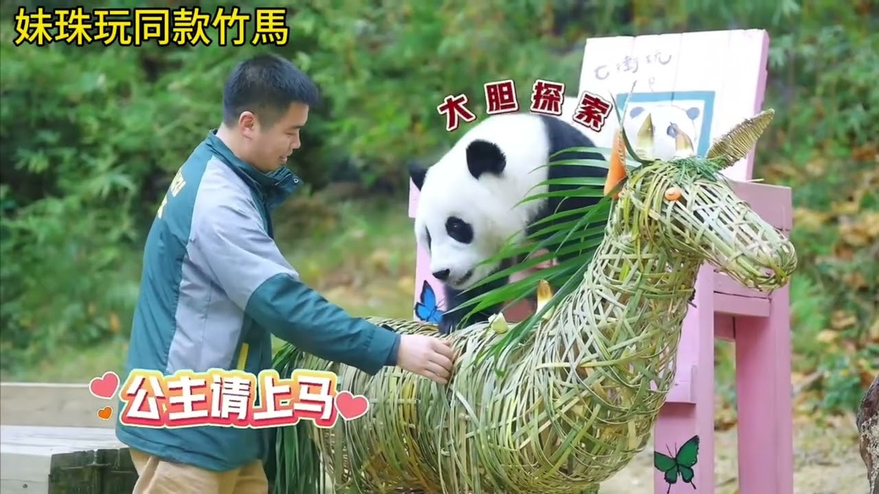 家和收到女兒妹珠同款的竹馬玩具，好奇爬上竹馬找吃的，父女倆簡直一模一樣#panda #cutepanda #熊貓妹珠 #熊貓妹豬
