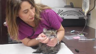 How to Give Liquids Medications To Your Cat by Downtown Toronto Cat Clinic 179 views 5 years ago 45 seconds