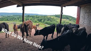 We Have Some Unexpected Company | Cows In The Horse Pasture