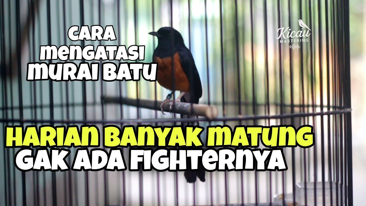 Cara mengatasi murai batu banyak matung,tekuk leher dan gak ada fighter