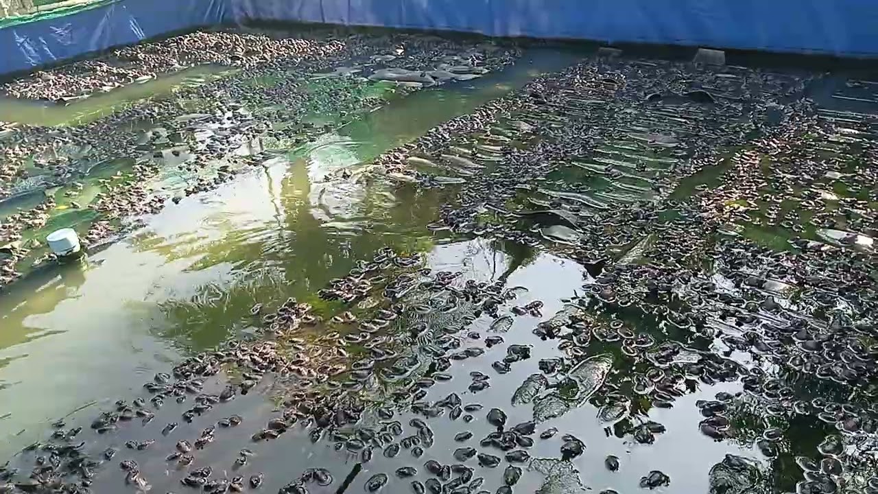 Chia sẽ cách muốn ương nọng nọc