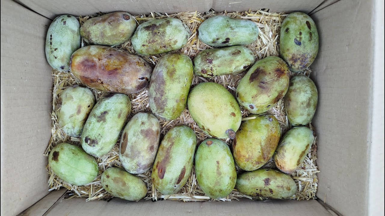 Азимина. 2024г.