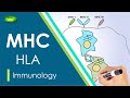Major histocompatibility complex mhc introduction  mhc class1 2 3   basic science series