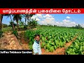 யாழ்ப்பாண புகையிலை தோட்டம்! Jaffna Tobacco Garden Jaffna Suthan