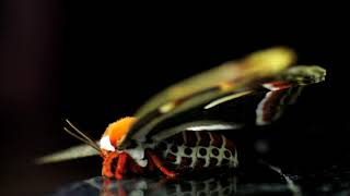 Cecropia moth motion study