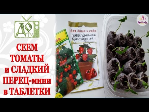 Миниатюрные ПЕРЕЦ СЛАДКИЙ и ТОМАТЫ сеем в таблетки для выращивания ДОМА