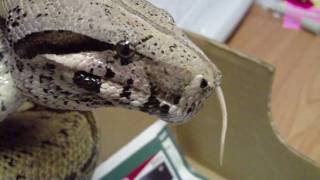Spoon Feeding The Boa