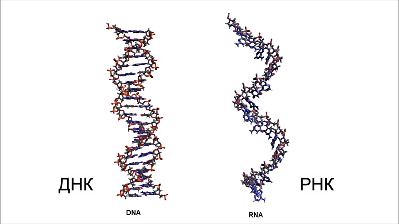 Днк рнк человека. Молекула ДНК И РНК. Как выглядит молекула РНК. Как выглядит ДНК И РНК. Строение молекулы ДНК И РНК рисунок.